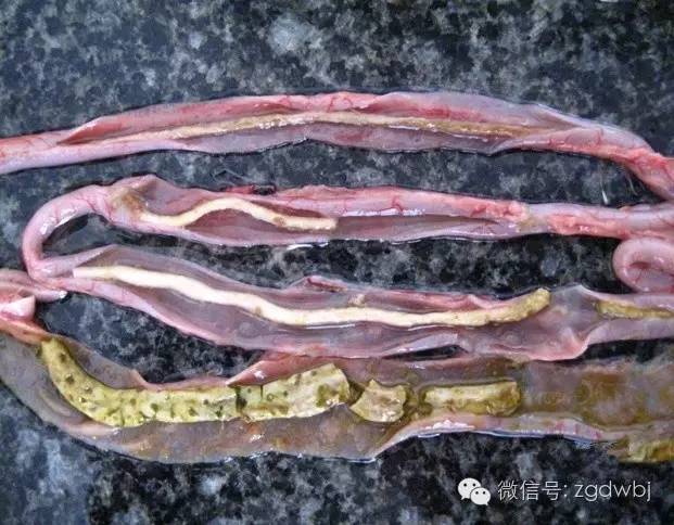 小鹅瘟治疗案例及其过程分析,小鹅瘟暴发的防治方法