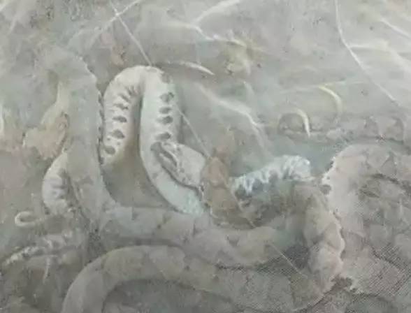 恐怖诡异的五步蛇,惊现两条巨型五步蛇