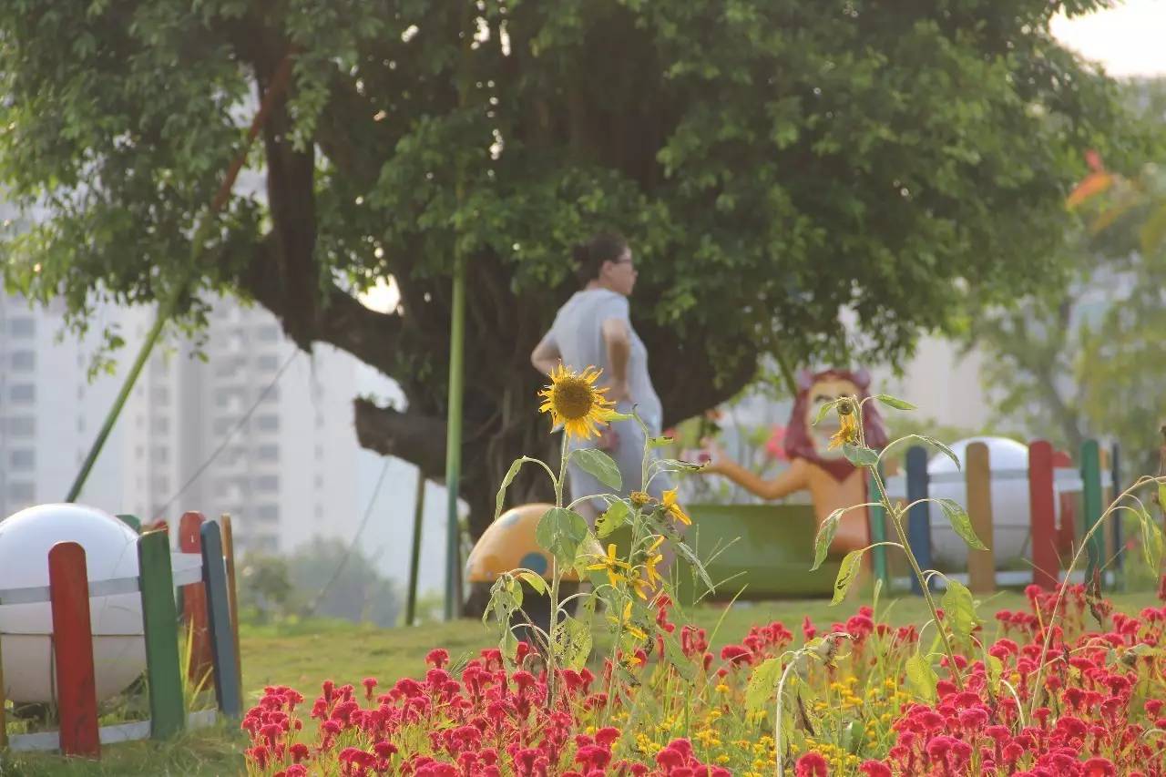 向日葵简短介绍,向日葵简短的知识