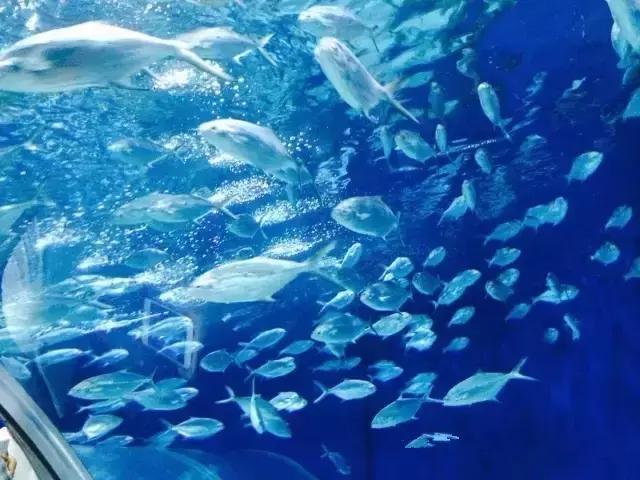 太原出发8个半小时就能到上海,这些门票免费!9月坐高铁去外滩