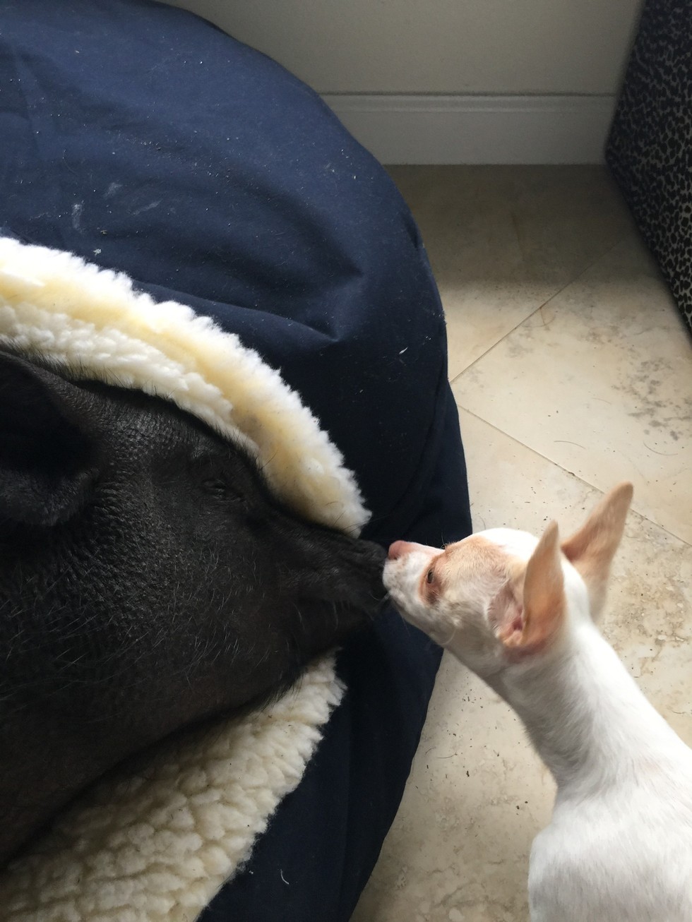 让一头母猪来照顾小奶狗还是挺靠谱的，开始主人觉得猪会攻击狗