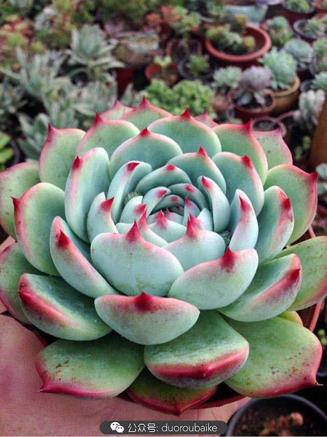 当多肉普货养出颜值，让所谓的韩货欧货都羞涩万分！