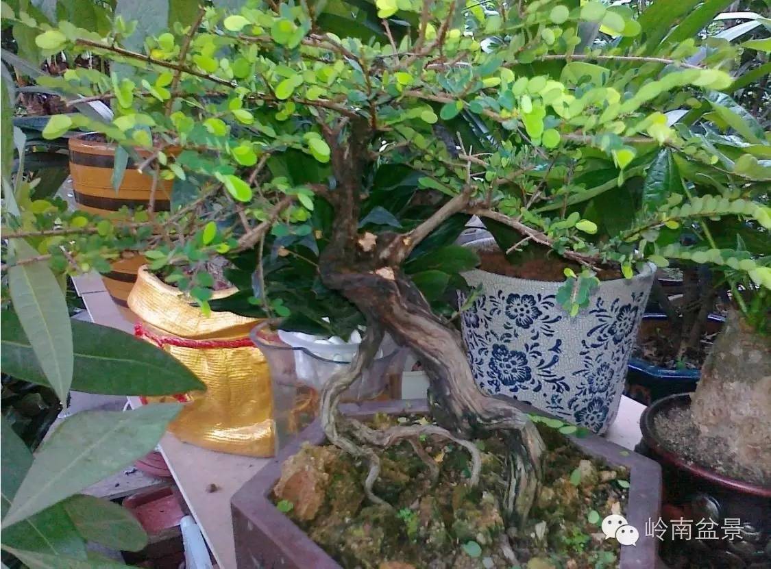 新手盆景入门视频,新手入手什么盆景