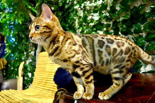 孟加拉猫主题咖啡馆,日本咖啡馆的猫咪