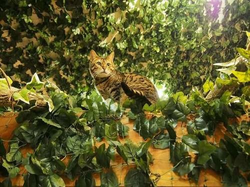 孟加拉猫主题咖啡馆,日本咖啡馆的猫咪