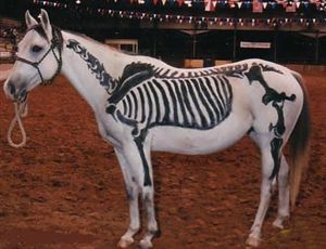 动物配文字搞笑图片,动物搞笑片段大全爆笑