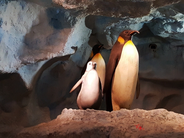 珠海长隆让人尖叫的海洋王国,珠海长隆海洋王国之绚丽多彩