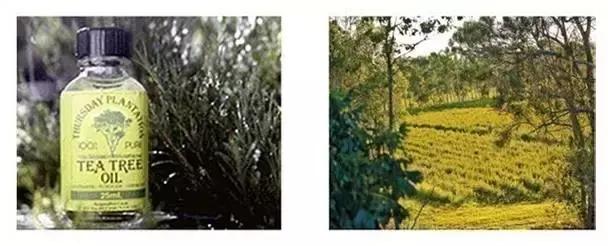 澳洲星期四农庄茶树祛痘香皂,星期四农庄茶树精油能祛痘印吗