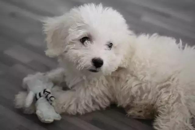 怀孕的狗狗一直哀嚎,怀孕狗狗反常焦躁走来走去还哼唧