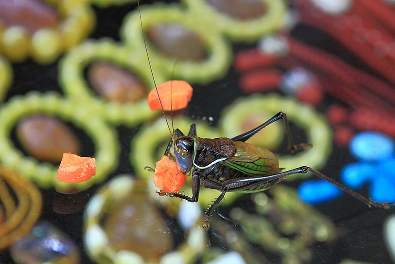 秋风起，话鸣虫——蝈蝈之日常喂养