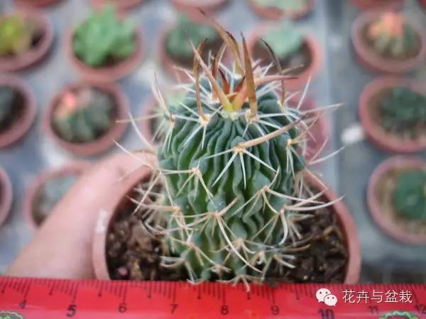 仙人球最常见的品种，你能认识几个？