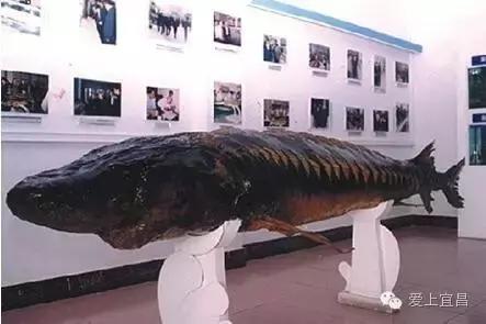 爱旅游的宜昌人不一定知道，出行用它据说能省好几千元！