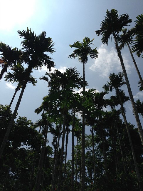 懒人版三亚旅游攻略,海南三亚懒人行租车