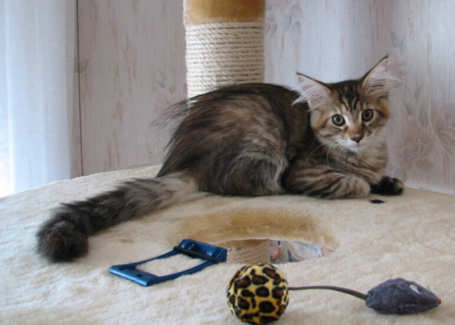 缅因库恩猫白色,缅因库恩猫很少人养