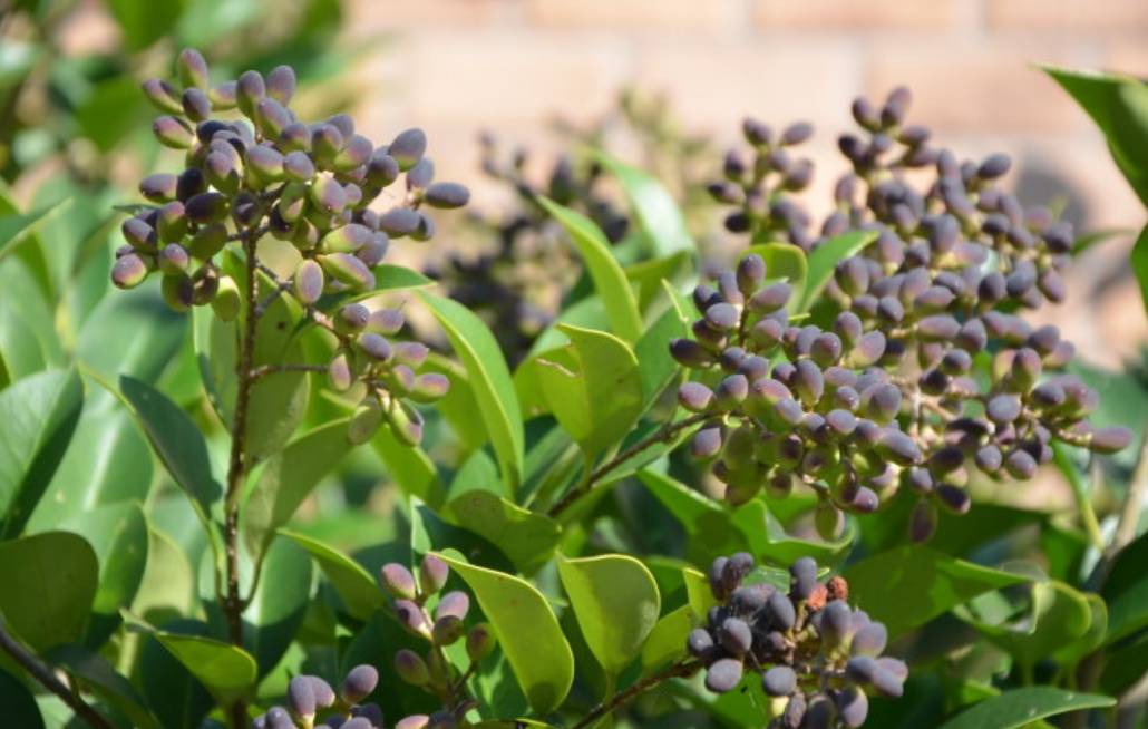 刚刚采摘的女贞子有何妙用,中草药女贞子图