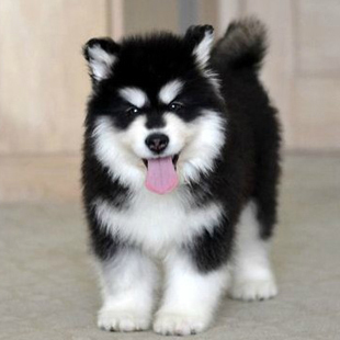 那些你不知道的狗狗小秘密,那些你不知道的秘密图片