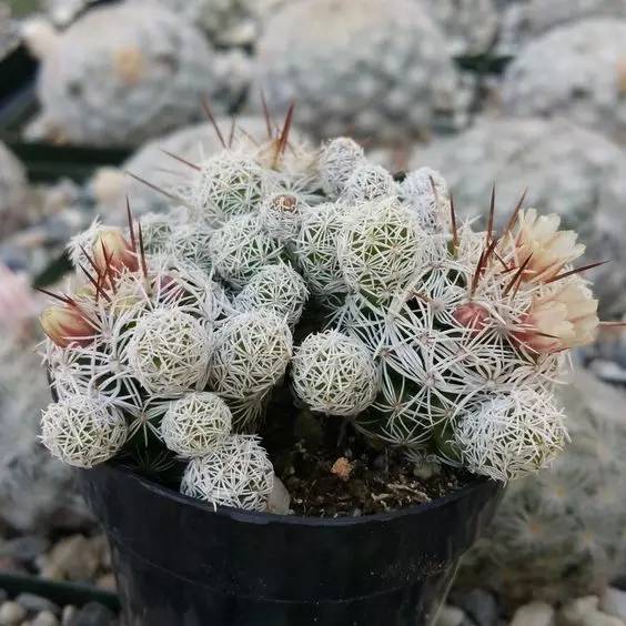 仙人球最常见的品种，你能认识几个？