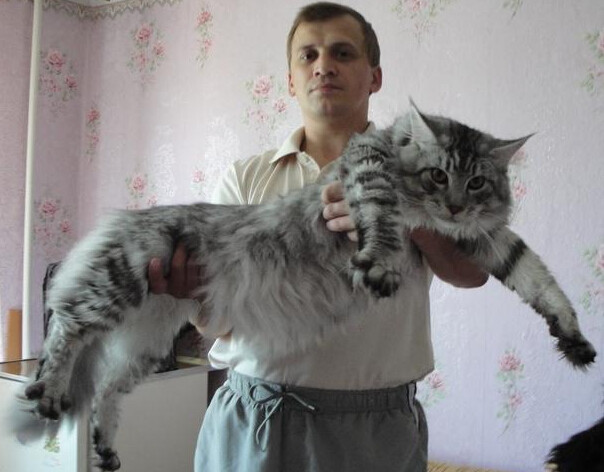 缅因库恩猫白色,缅因库恩猫很少人养