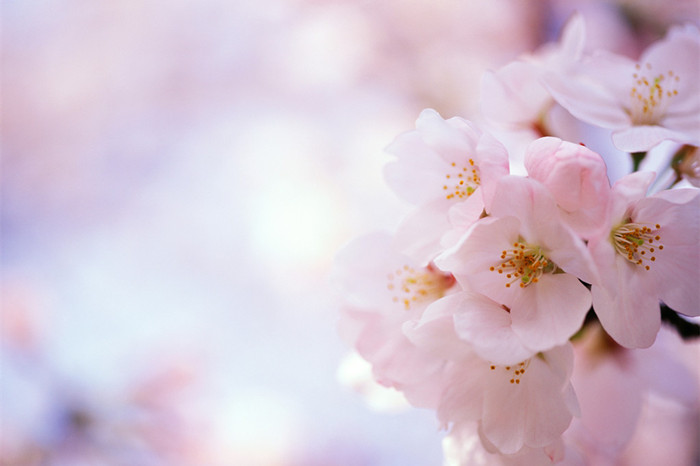 增旺桃花运风水,风水学如何增加桃花运