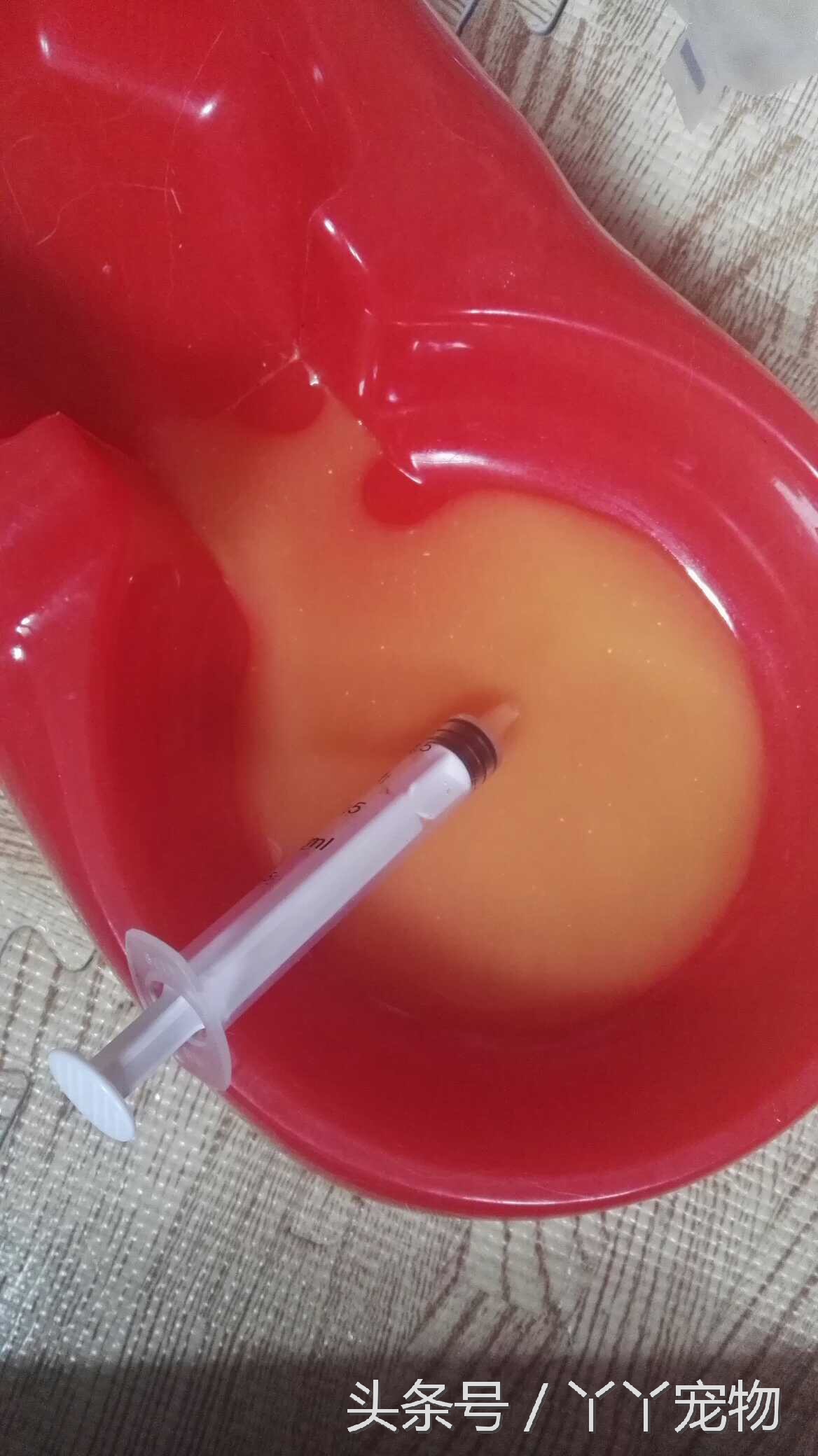 宠物狗布病怎么治疗,宠物常见疾病治疗及症状每日分享