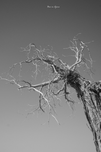 成都自驾额济纳旗攻略,额济纳旗深度游旅行攻略