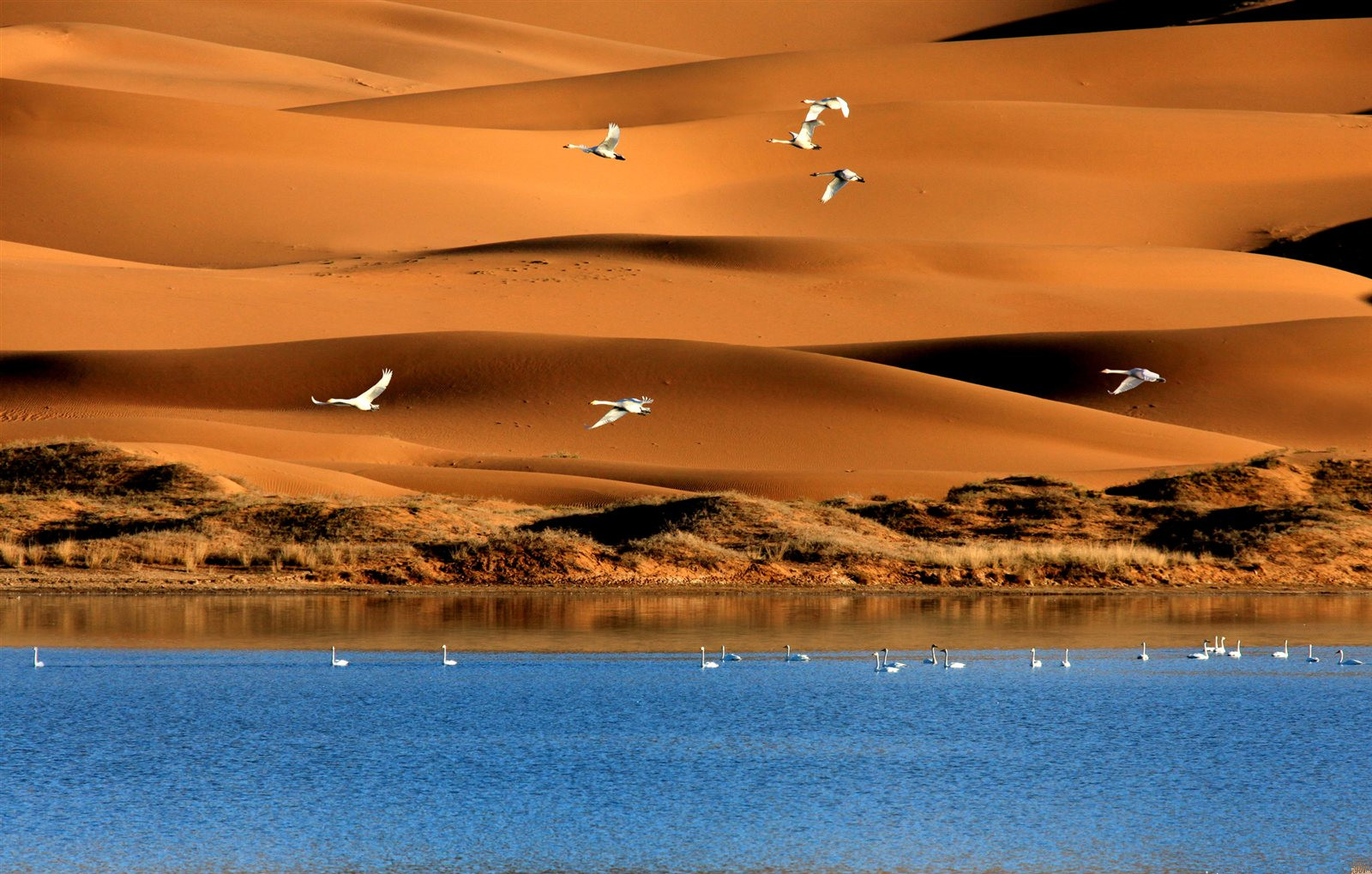 腾格里沙漠的真实情况,腾格里沙漠一直都是沙漠