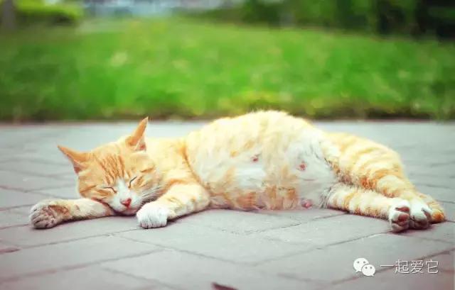 猫宠知识,宠猫知识