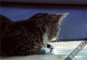 猫咪会吃主人尸体吗,猫咪会吃掉人类幼崽吗