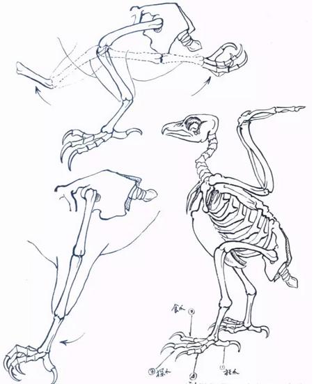 国画之鹰作品大全大图,国画大写意鹰图片大全