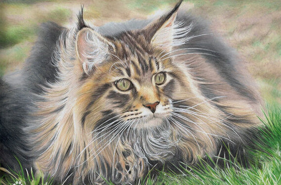 缅因库恩猫白色,缅因库恩猫很少人养