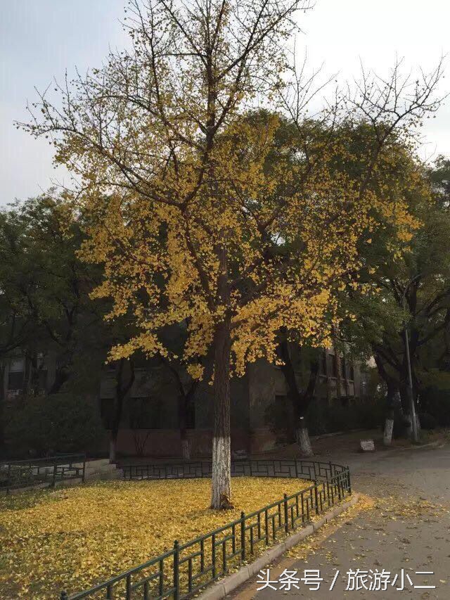 我带着大叔，大叔带着钱，三亚还是那么坑！