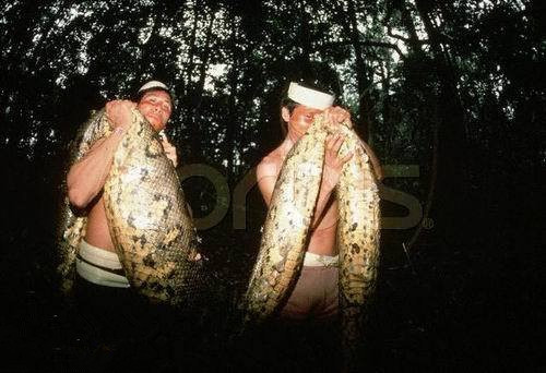 世界上真正的最大的蛇有多大,世界体型最大的蛇前十名排名