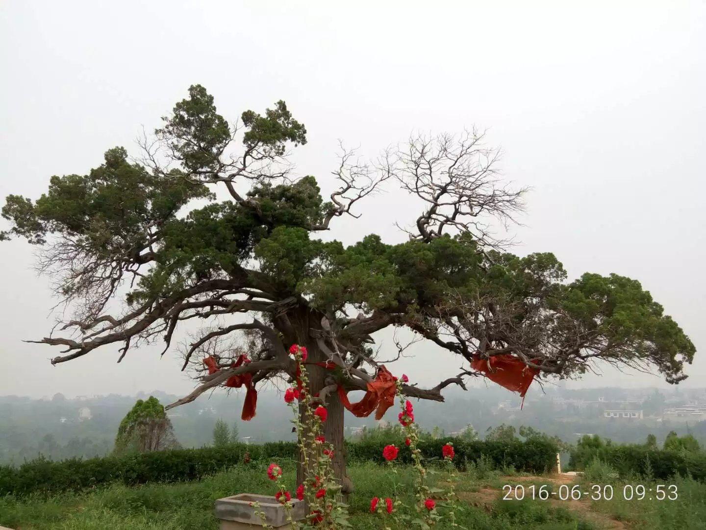 河南千年以上的古树在哪里,安阳十大奇特古树