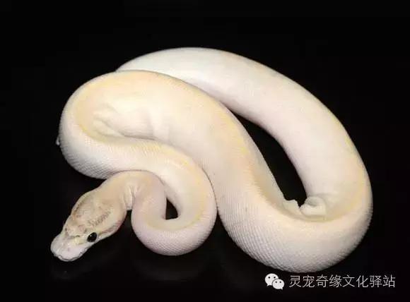 球蟒基因图鉴入门,球蟒基因品系大全