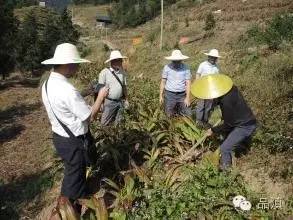 云南悄然掀起的这股“白及热”，很多人实现了“小目标”