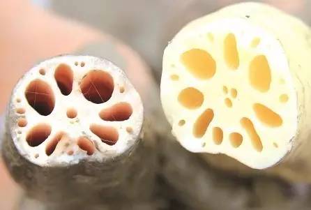 国际公认的5大健脑食物,公认的十大健脑食物排名