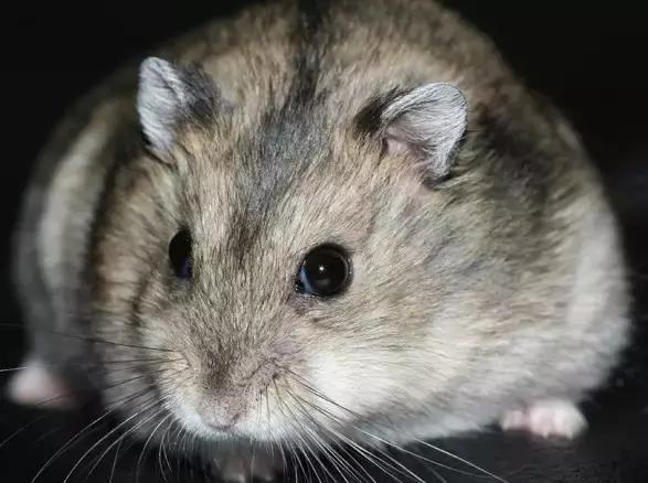 你不知道的仓鼠小秘密,适合学生党的小仓鼠
