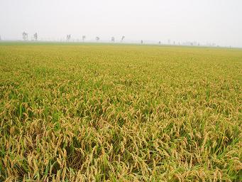 以前中国人喝黄酒,以前国人都是喝黄酒吗