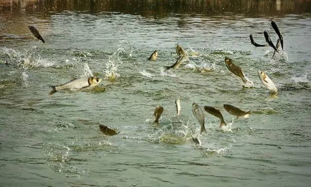一个老板挖个鱼塘,杭州一老板挖个鱼塘