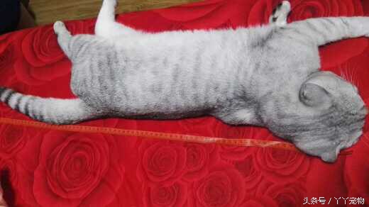 宠物狗布病怎么治疗,宠物常见疾病治疗及症状每日分享