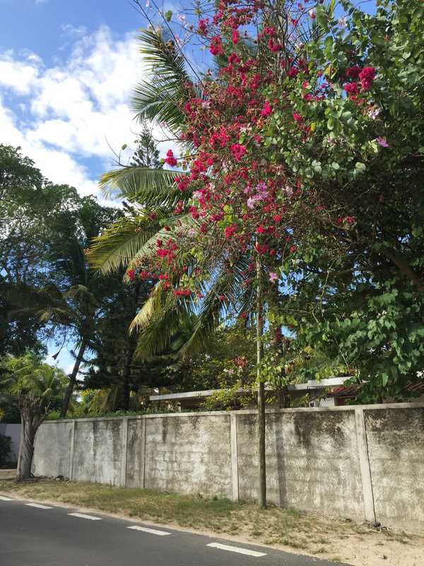 毛里求斯海之旅,毛里求斯惬意旅行