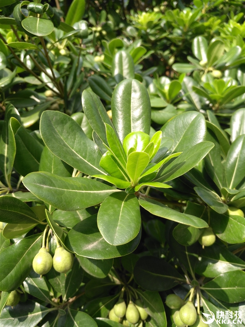 华为g9plus评测,14nm骁龙8核