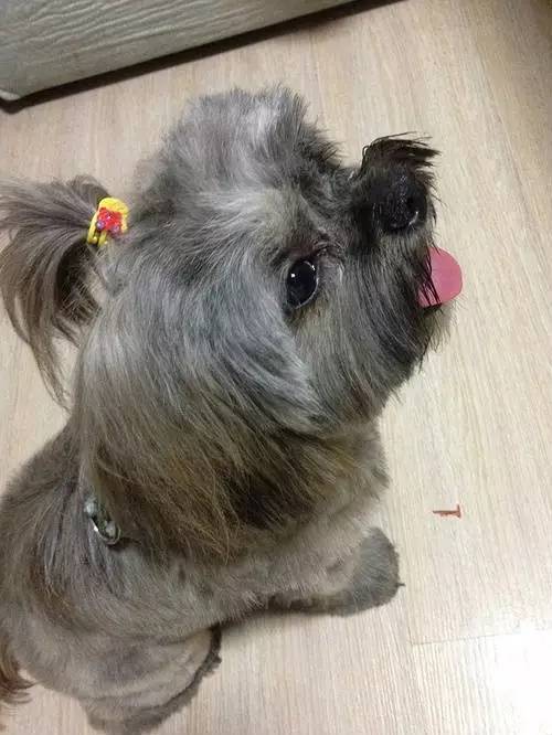 狗狗对着门外大叫是怎么了,狗为什么老是敲自己家的门