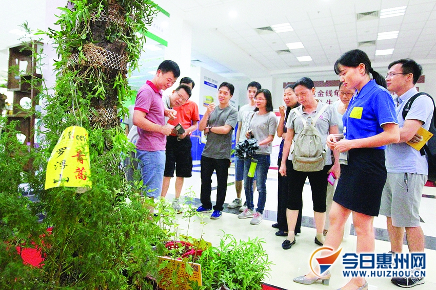 2018罗浮山中药博览会,罗浮山2022中医药大会