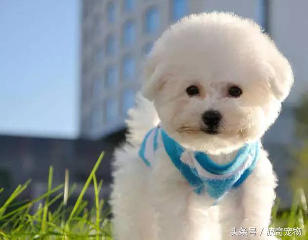 狗狗品种大全带你走进狗狗的世界,狗狗品种大全看看你认识几种