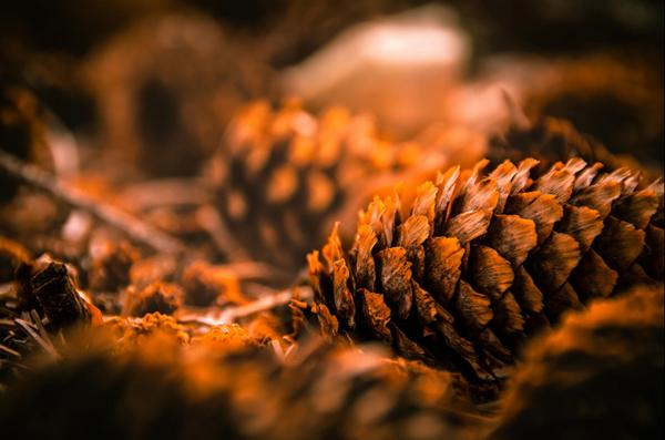 黄山神奇的奇松,黄山之奇险