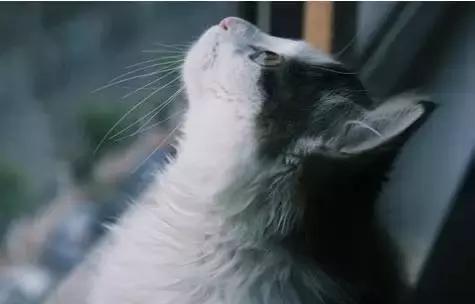 猫咪咖啡馆哪家最好,武汉有哪些猫咪咖啡厅