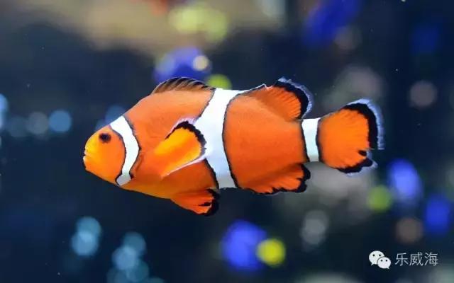 威海最全的宠物店汇总!喵奴汪主人还不速速收藏!