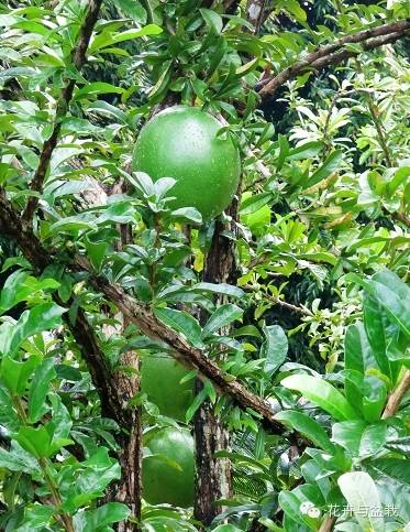 地球上那些奇异的花儿，特别的花送给特别的你