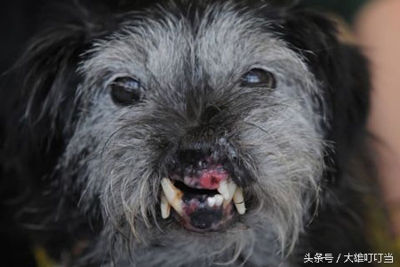 最丑狗狗,你见过世界上最凶的狗吗